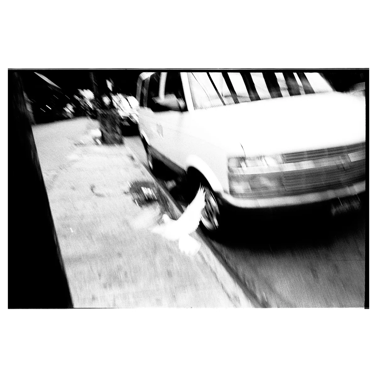 Reid Haithcock "Brooklyn Dove" Giclee Print - Image 2