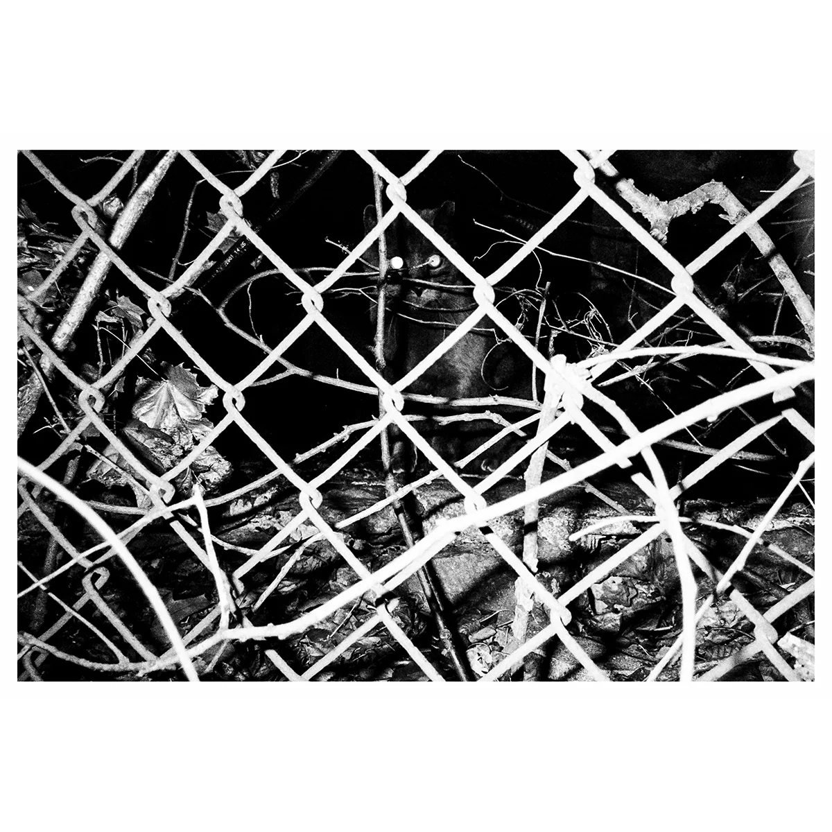 Reid Haithcock "Winter Series: Cat" Giclee Print - Image 2