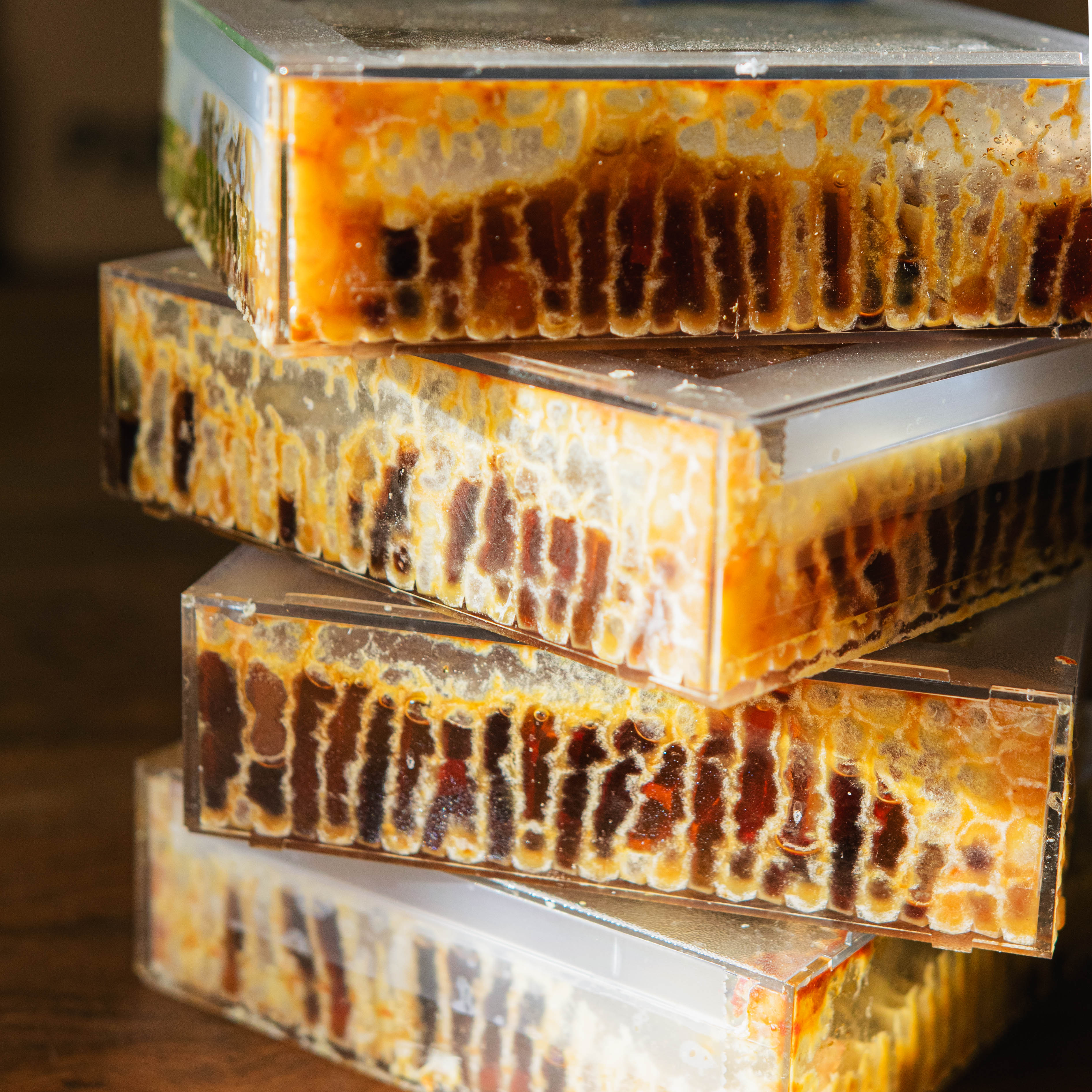 The Martin Hives Honey Co. "Connecticut Honey Comb" - Image 4